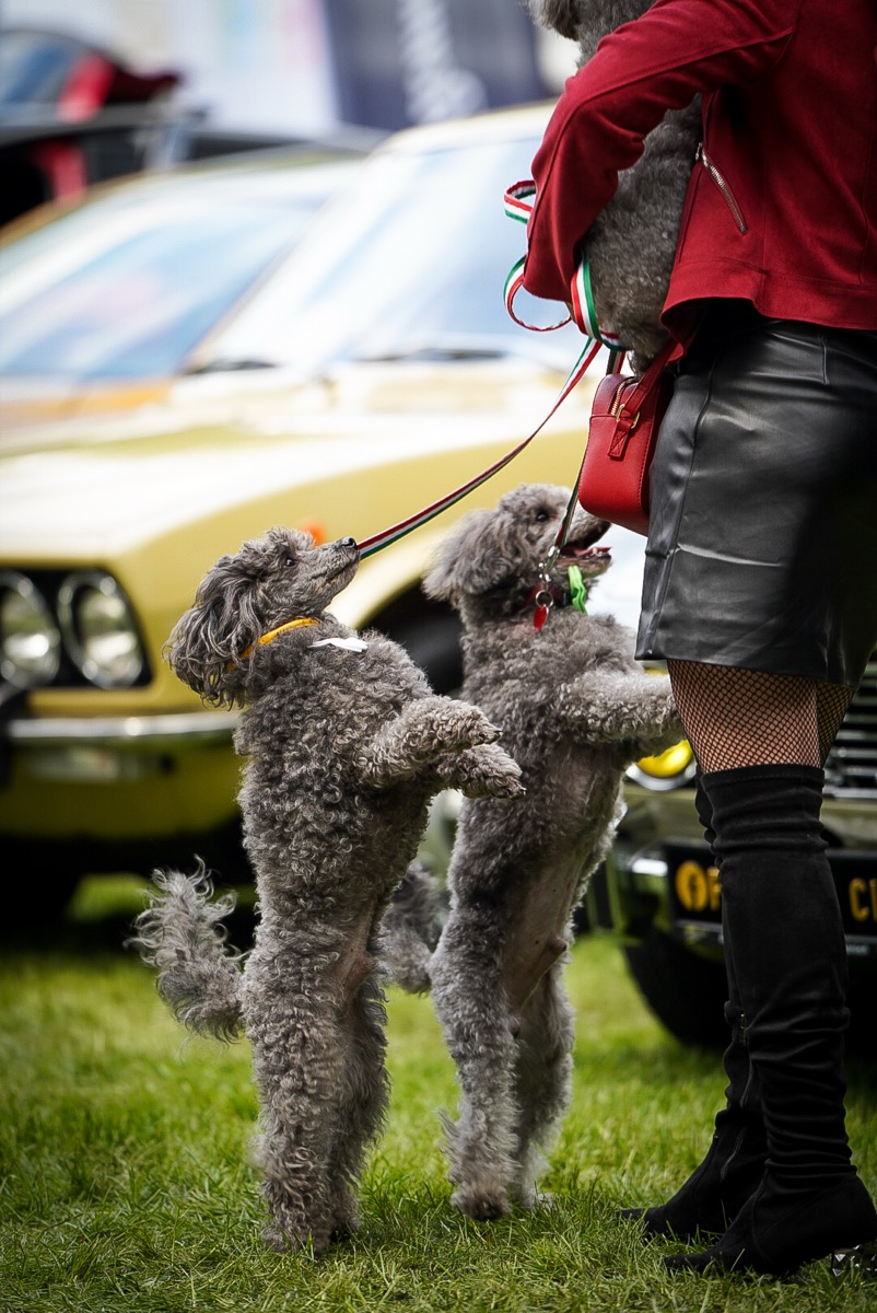 Pieski z właścicielką na tle klasycznych aut